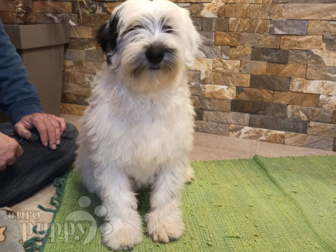 Tibet Terrier puppy