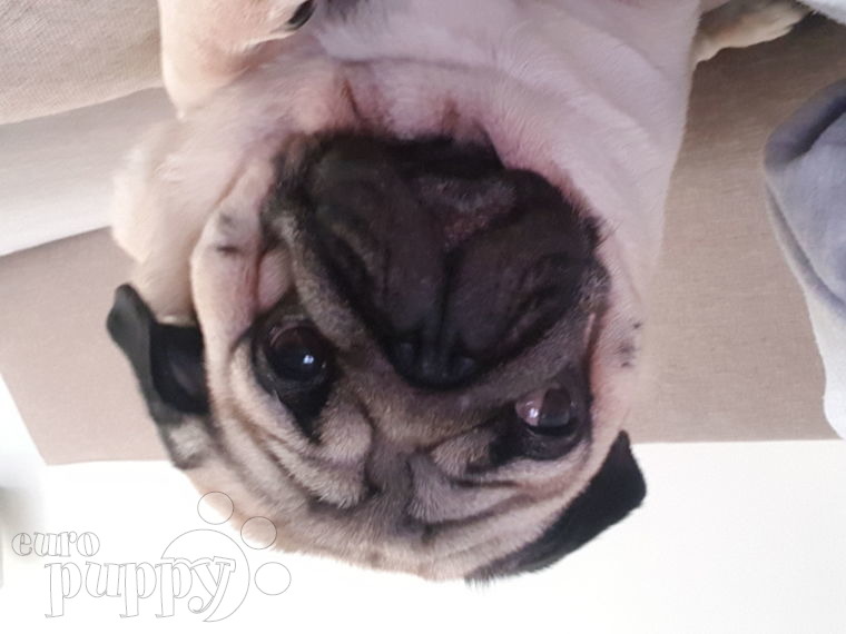 Jelly - Mops, Euro Puppy review from Hungary