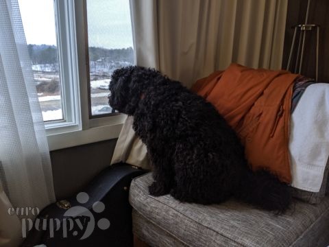 Goulash - Puli, Euro Puppy review from United States