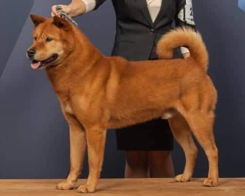 Koreanischer Jindo-Hund Mantel
