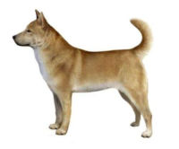 Korean Jindo Dog