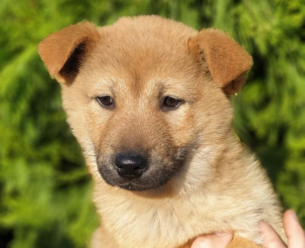 Koreanischer Jindo-Hund farben