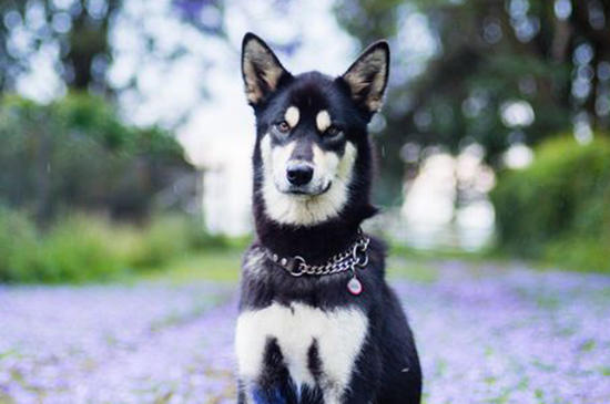 Korean Jindo Dog dog