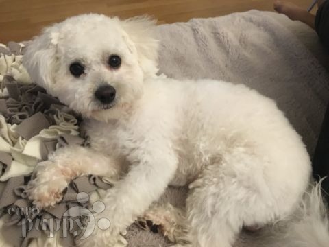 Piki - Bichón Bolonés, Euro Puppy review from Luxembourg