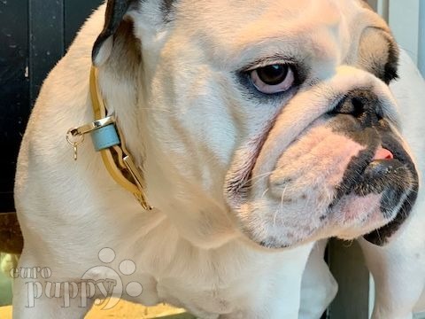 Bella - Englische Bulldogge, Euro Puppy review from United States
