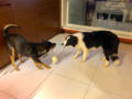 Boom Boom - Border Collie, Euro Puppy review from Hong Kong