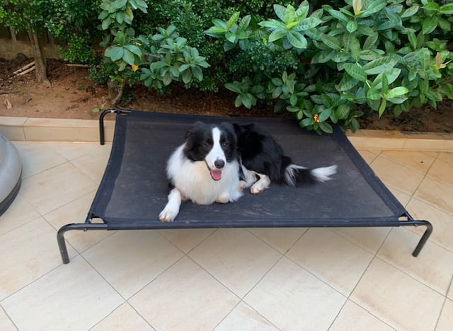 Boom Boom - Border Collie, Euro Puppy review from Hong Kong