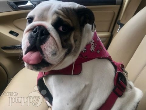 Bella - Bulldog Inglés, Referencias de Euro Puppy desde United States