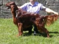 Setter Irlandés cachorro en venta