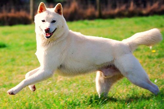 Korean Jindo Dog
