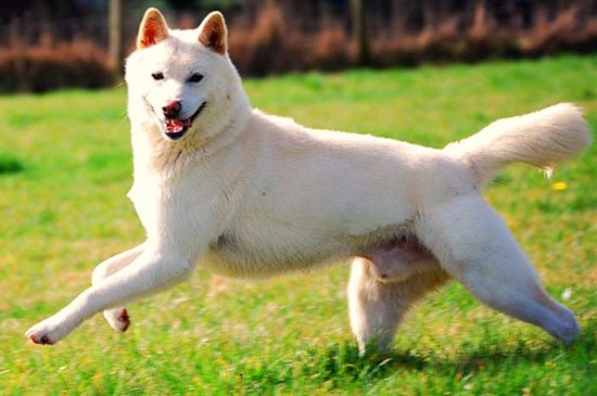 Korean breed dog store jindo