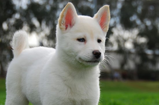 Korean sales jindo puppies