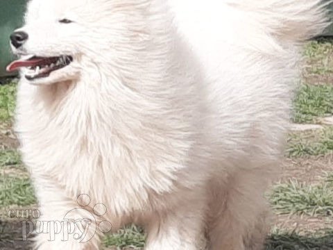 Samoyedo puppy