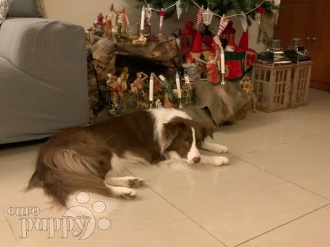 Benji - Collie de la Frontera, Referencias de Euro Puppy desde Qatar