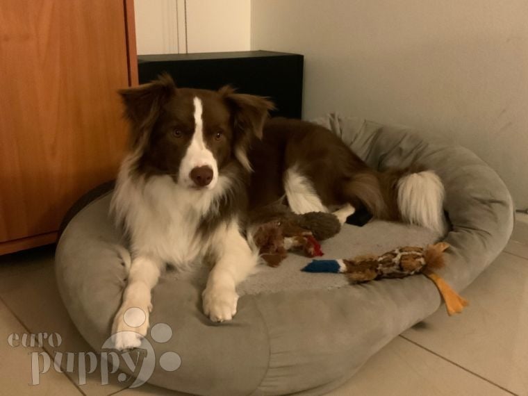 Benji - Border Collie, Euro Puppy review from Qatar