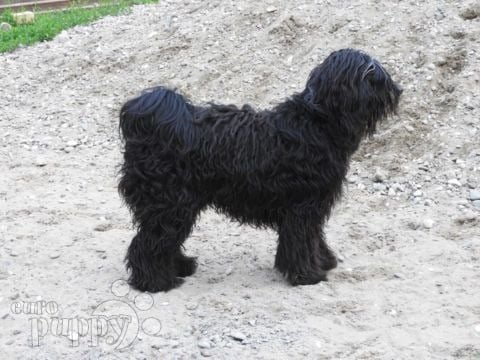 Tibet Terrier puppy