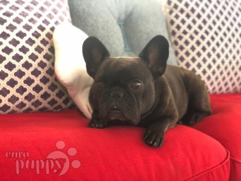 Lulu - French Bulldog, Euro Puppy review from United Arab Emirates