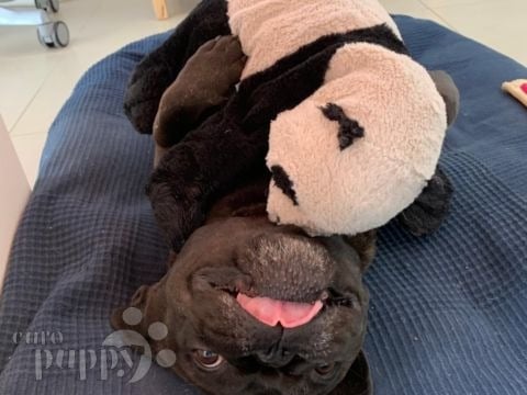 Lulu - French Bulldog, Euro Puppy review from United Arab Emirates