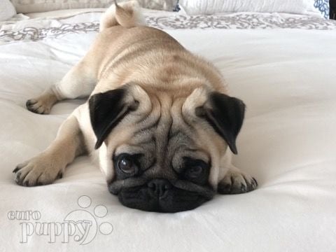 Oswald - Mops, Euro Puppy review from United Arab Emirates