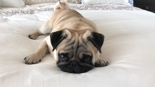 Oswald - Pug, Euro Puppy review from United Arab Emirates