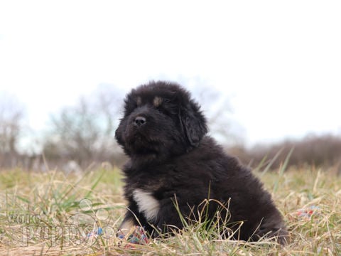 Tibetan Mastiff puppy for sale