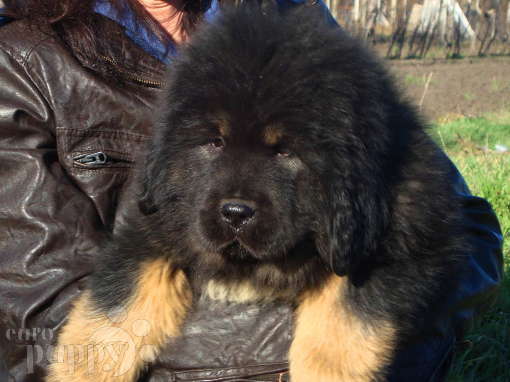 Edmur - Mastín Tibetano Puppy for | Euro