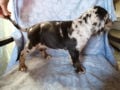 Catahoula Leopard Dog puppy for sale