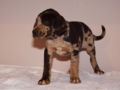 Catahoula Leopard Dog puppy
