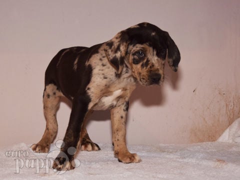 Catahoula Leopard Dog cachorro en venta