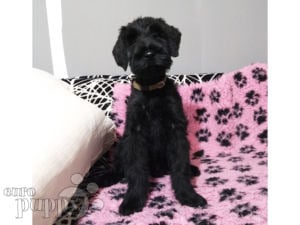 Giant Schnauzer puppy for sale