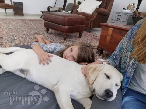 Hide-and-Seek - Labrador Retriever, Euro Puppy Referenzen aus Oman