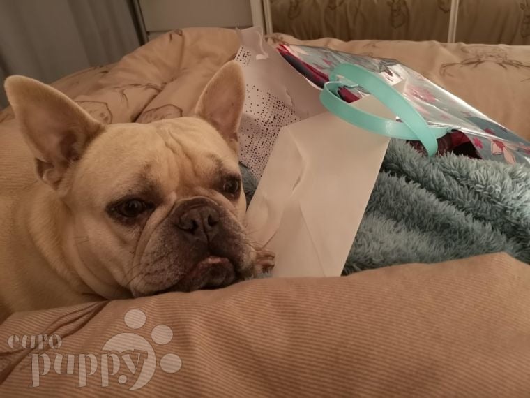 Woody - Bulldog Francés, Euro Puppy review from United Arab Emirates