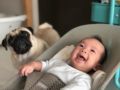Tofu - Mops, Euro Puppy review from Singapore