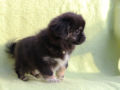 Tibetan Spaniel puppy for sale