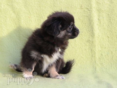 Tibetan Spaniel puppy