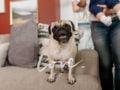 Tofu - Pug, Euro Puppy review from Singapore