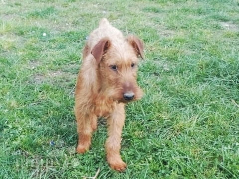 Irish Terrier welpen kaufen