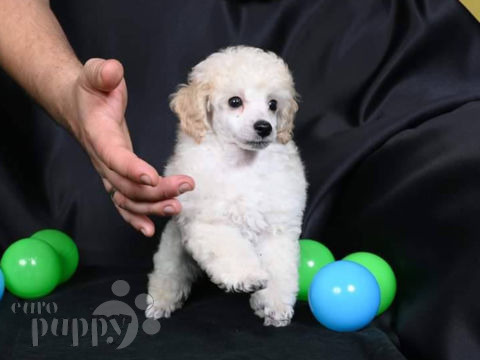 Toypudel puppy