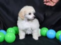 Toy Poodle cachorro en venta
