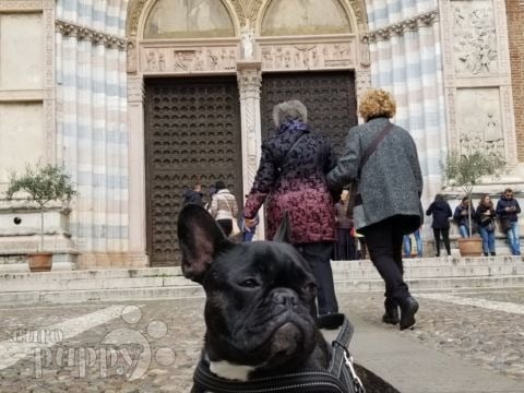 Marco - French Bulldog, Euro Puppy review from Italy