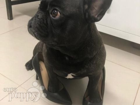 Lulu - French Bulldog, Euro Puppy review from United Arab Emirates