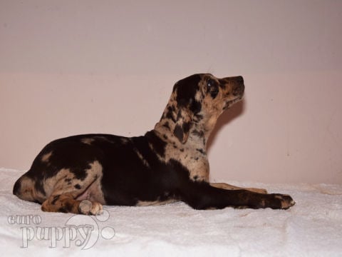 Catahoula Leopard Dog puppy for sale