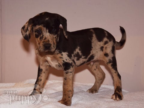 Catahoula Leopard Dog cachorro en venta