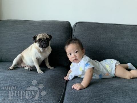 Tofu - Pug, Euro Puppy review from Singapore