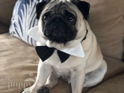 Oswald - Mops, Euro Puppy review from United Arab Emirates