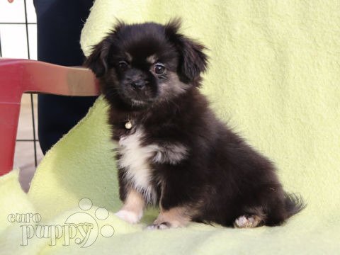 Tibetan Spaniel puppy