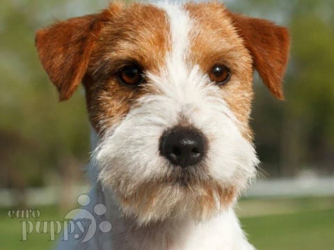 Jack-Russell-Terrier Welpen