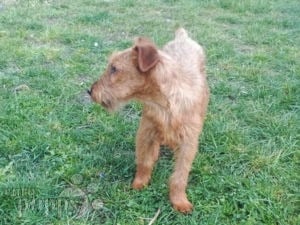 how much do irish terrier puppies cost