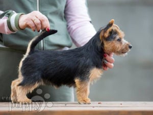 Norwich Terrier puppy