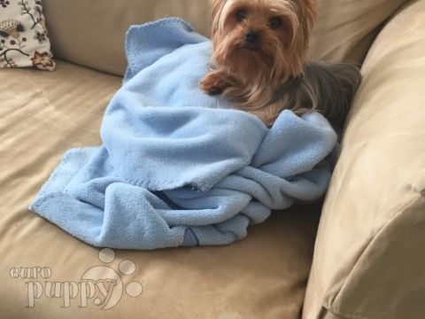 Angel - Yorkshire Terrier, Referencias de Euro Puppy desde Qatar